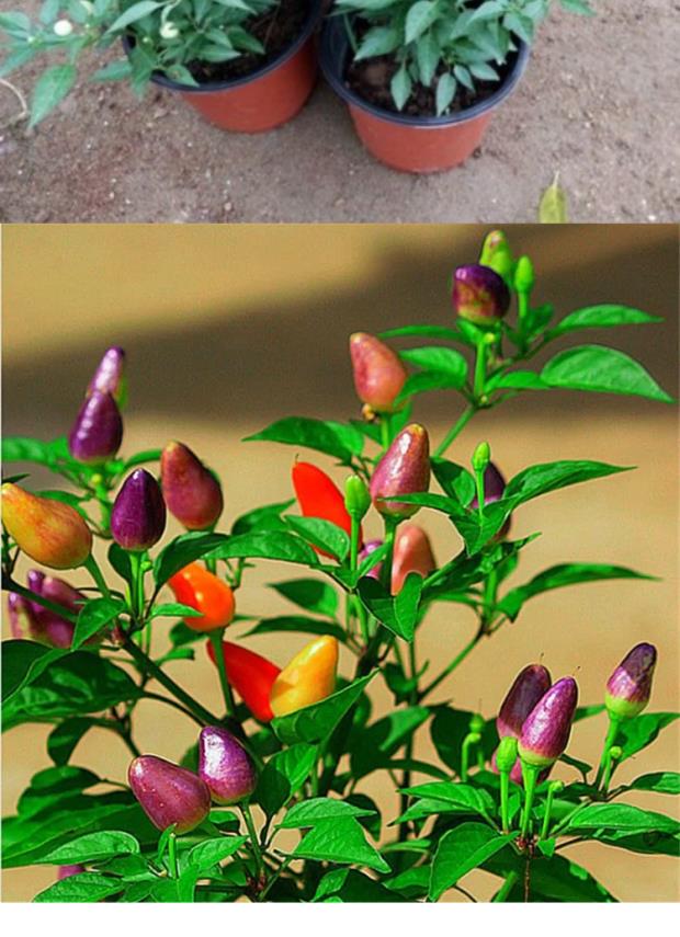 倾颜 辣椒苗彩椒盆栽小米椒向天椒带果发货庭院阳台可食用一棵 五彩椒