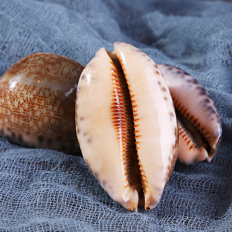 同仁堂紫贝齿500克袋装紫贝文贝壳紫贝子可磨紫贝齿粉中药材店铺大全