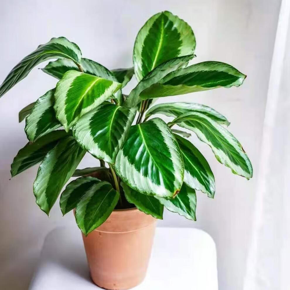 青莲竹芋青苹果孔雀马赛克观叶盆栽净化空气90彩绘盆银纹竹芋含盆