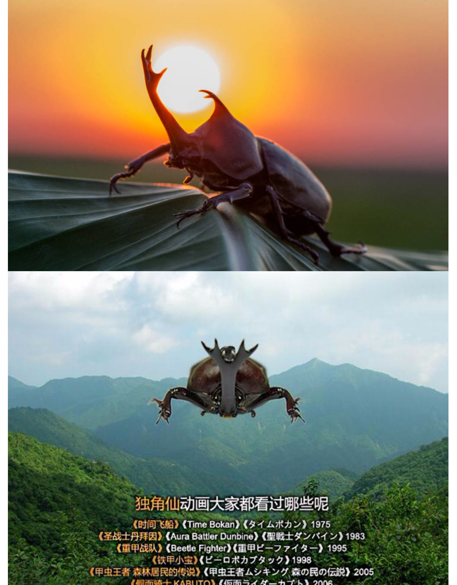 荣郁独角仙宠物甲虫幼虫活物爬虫巨型超大个体一公一母活体送新手套餐