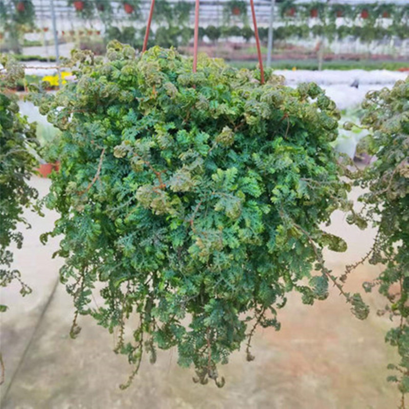 变色龙盆栽吊兰翠云草植物办公室内美化环境易养活变色龙超长款带盆栽