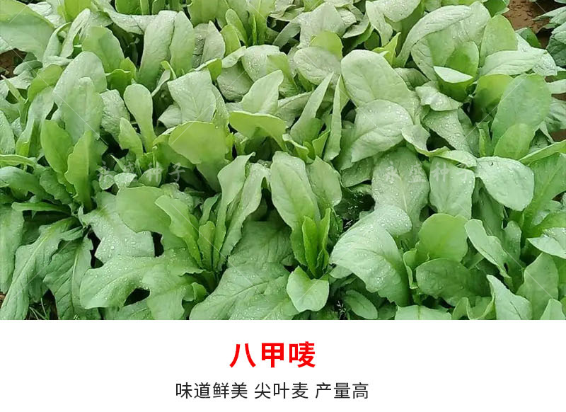 正宗高州唛菜种子八甲唛多枝多芽甜麦菜种籽美人剑苦麻菜蔬菜种孑正宗