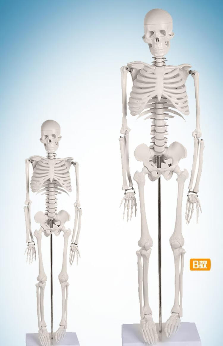 妙灵安 人体骨骼模型骨架结构解剖原理医学骨科85cm45cm教学脊椎全