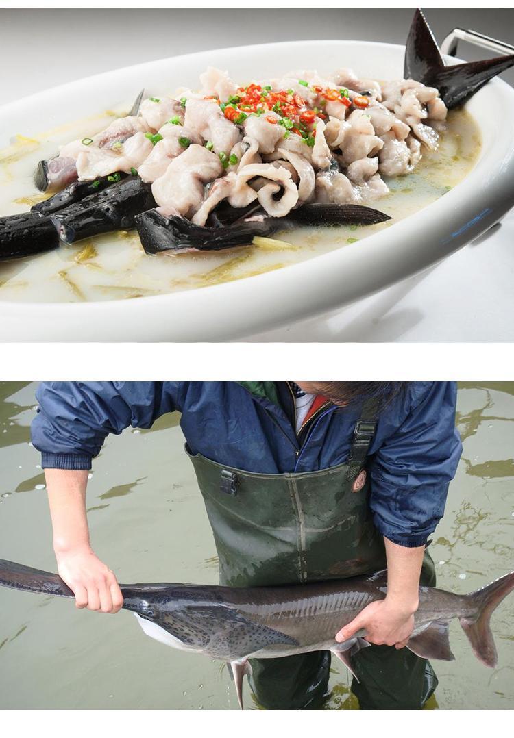 碧浔泽畔鲜活鸭嘴鱼鸭嘴鲟淡水鲟鱼食用活体鱼顺丰活鱼现杀2斤条