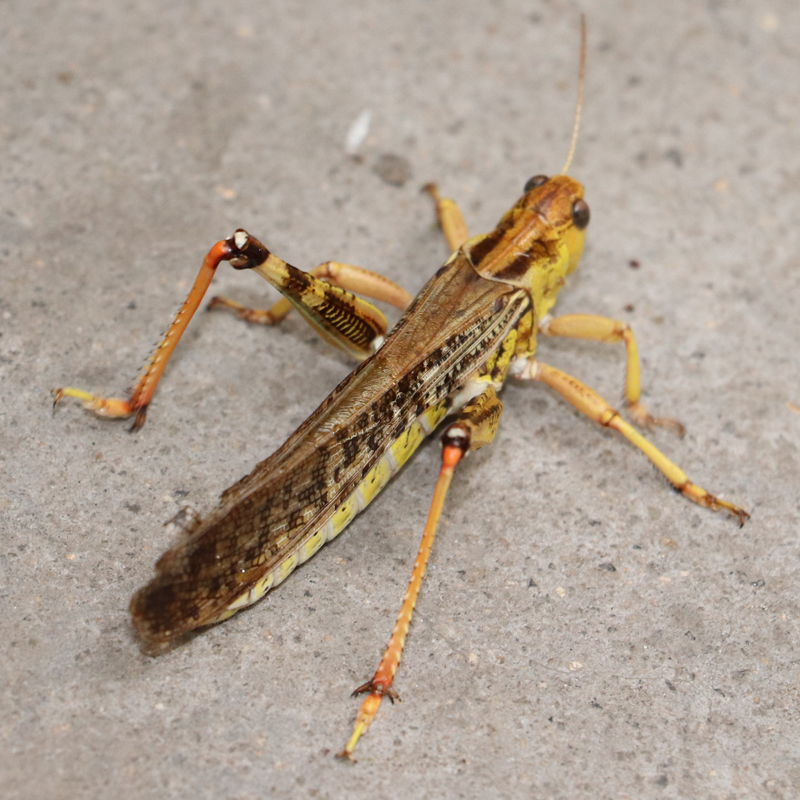 新鲜蚂蚱去翅纯母蝗虫带满籽东亚飞蝗活体蚱蜢昆虫母蚂蚱500g 去翅全