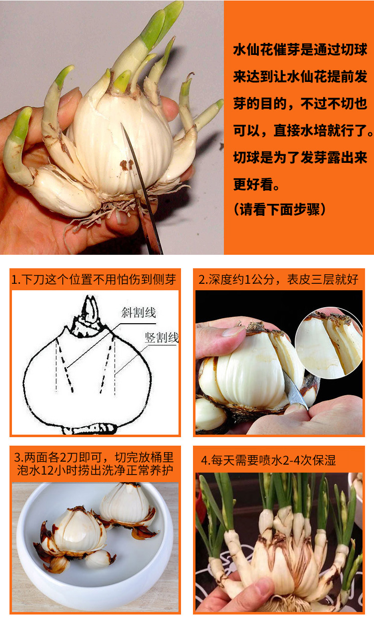 水仙花种球室内水养土培水仙重瓣复水培植物花卉种子四季冬季漳州