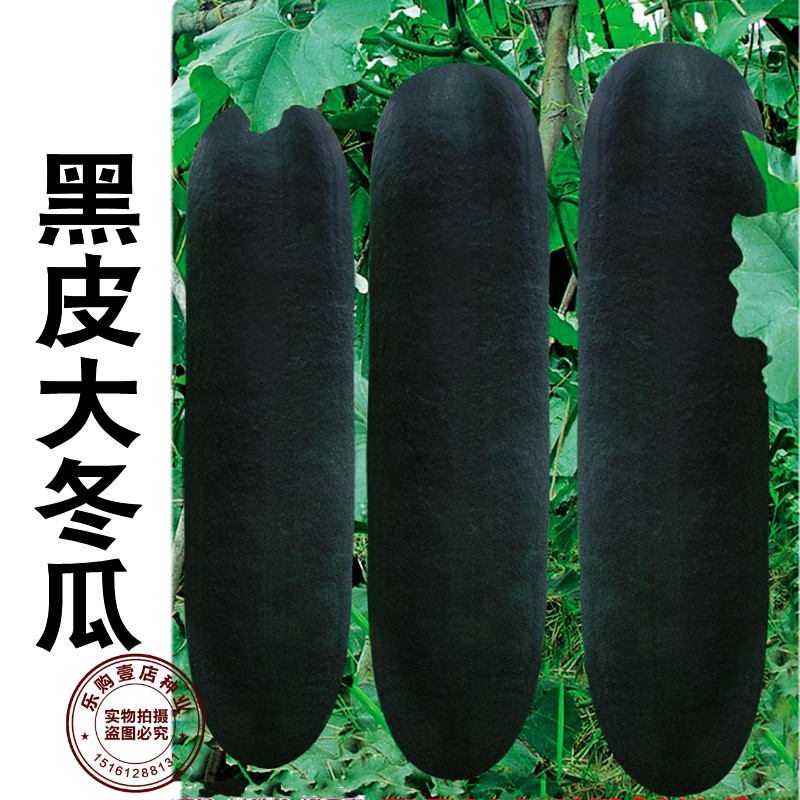 冬瓜种子高产特大巨型春秋四季蔬菜种孑高产粉皮广东黑皮冬瓜种籽