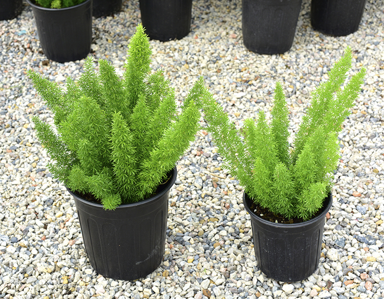 狐尾天门冬盆栽地栽窗台阳台庭院耐热观叶植物四季常青多年生好养易活