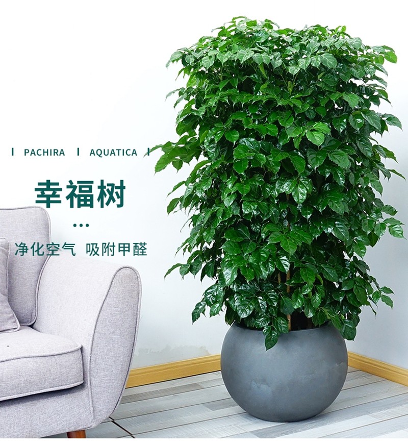 花仙知 幸福树盆栽大型绿植室内客厅阳台平安树观叶植物绿宝树花卉