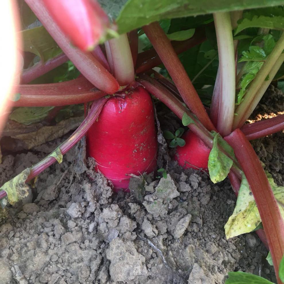 2021年新鲜辣萝卜现挖红皮萝卜泡菜萝卜新鲜水萝卜净重5斤装现拔发货