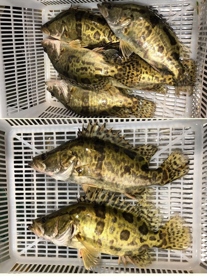 鲜活鳜鱼桂鱼鳌花鱼桂花鱼季花鱼鲜活现杀康胜谊一斤左右一条两条装
