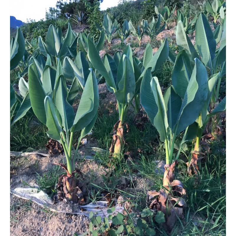 地涌金莲佛教五树六花千瓣莲花佛花室内庭院吉祥盆栽花卉绿植带花发货