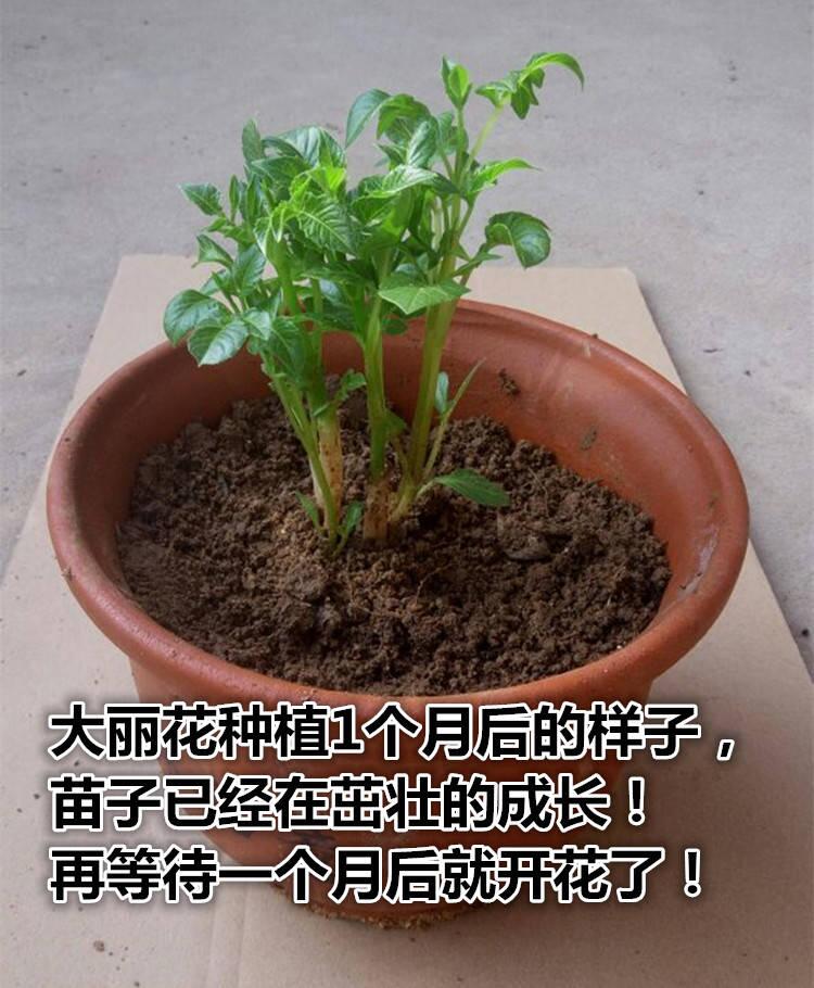 大丽花种球 大丽菊苗 地瓜花种子球根花卉庭院红薯大理种籽 1草莓圣代