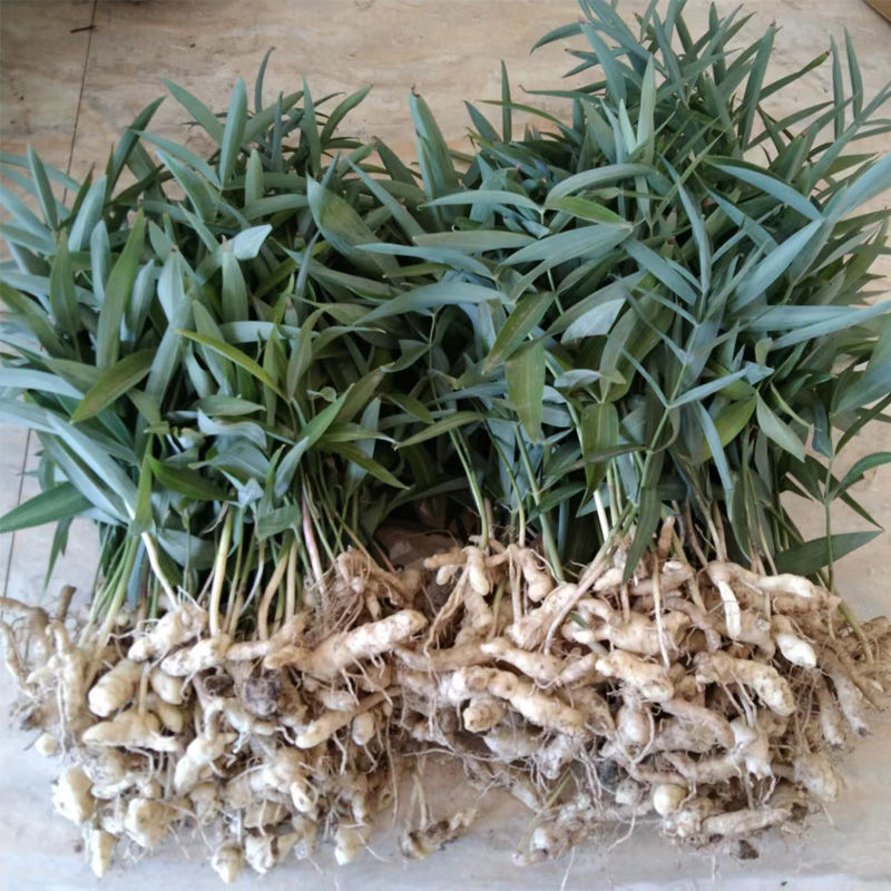 北京同仁堂原料黄精种苗野生鸡头黄精种子黄金苗正宗老虎姜苗子中药材