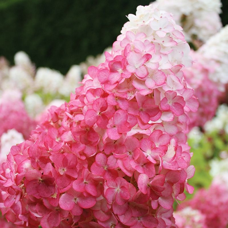 雨花蝶圆锥绣球石灰灯香草草莓胭脂钻北极熊圆锥绣球耐热耐寒露天种植