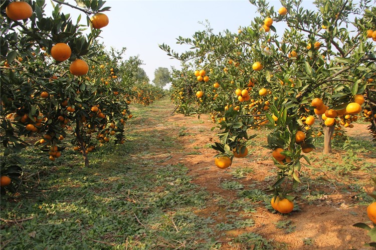 橘子苗橘子树苗柑橘盆地栽无籽砂糖蜜橘橙子苗沃柑金桔南北方种植皇帝