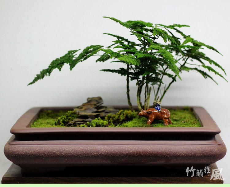 云竹盆景精品云竹大苗唐山矮生大文竹矮云竹球云片松矮文竹小苗室内