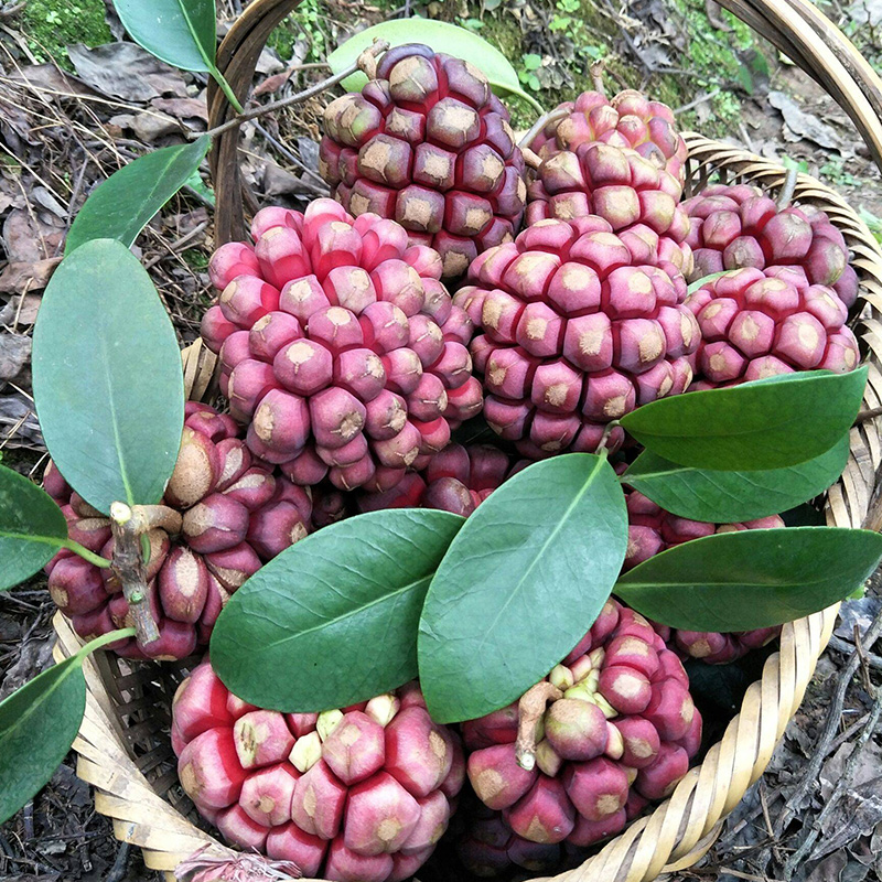 布福娜野生黑老虎水果新鲜恶魔果实布福娜野生大血藤果酒饭团稀有罕见