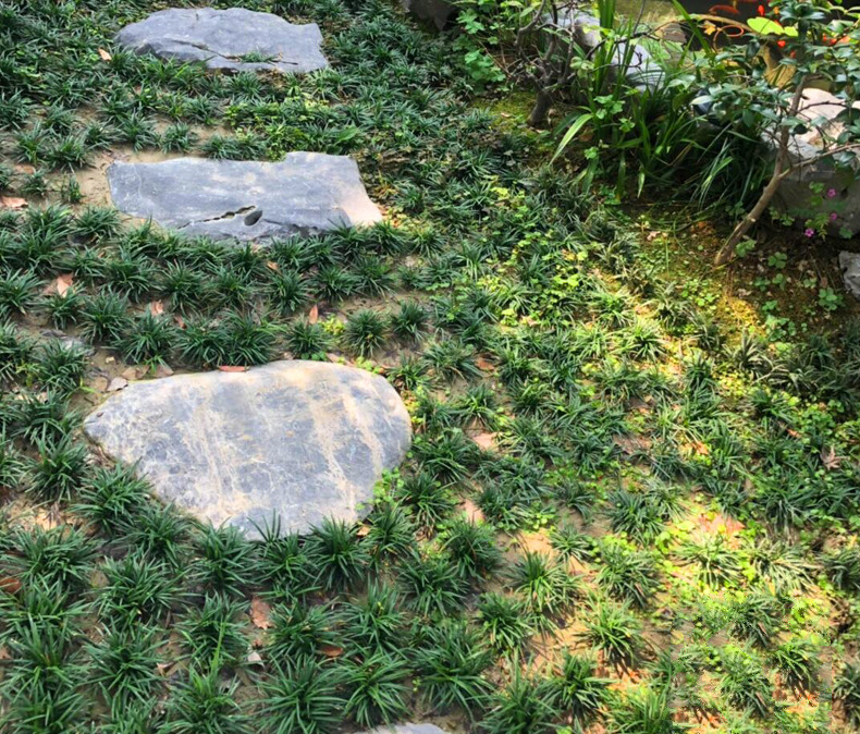 庭院耐阴地被植物冬季耐寒四季常青矮生麦冬草坪矮麦冬玉龙草1斤净草