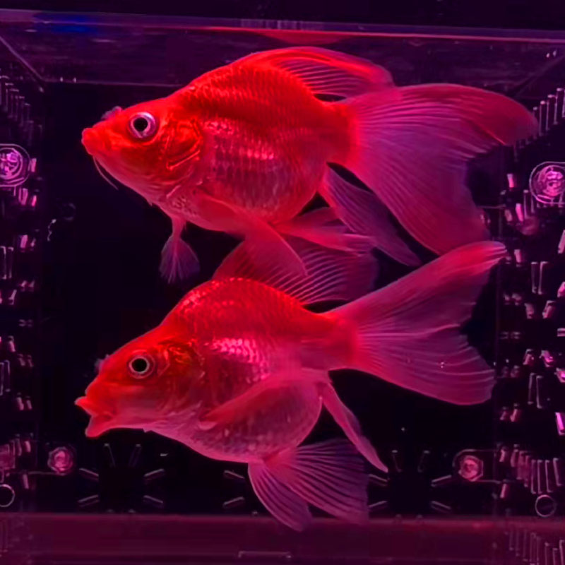 蝴蝶鲤活体活鱼球体红色蝴蝶鲤火红鲤锦鲤冷水鱼贵妃鲤龙凤银龙淡水鱼