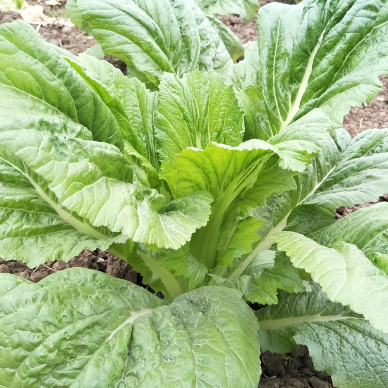 樱安娜 四川农家棒棒菜新鲜蔬菜芥菜大叶莴笋青菜脑壳大头青菜菜苔