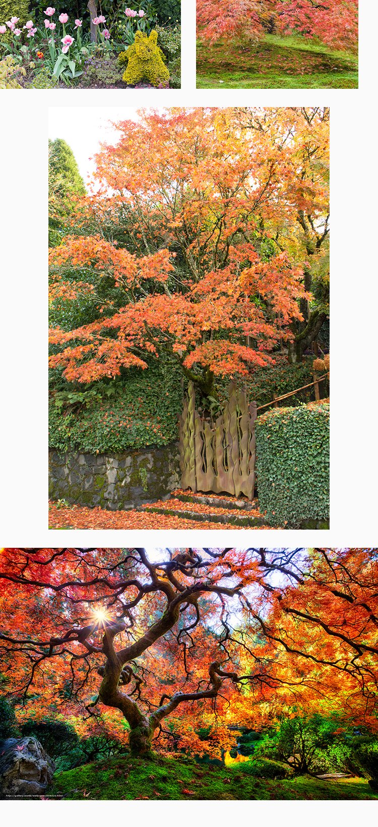 日式枫树小苗盆栽千染流泉约旦女神鸭立泽茜袖锦青龙羽衣 威尔逊粉红