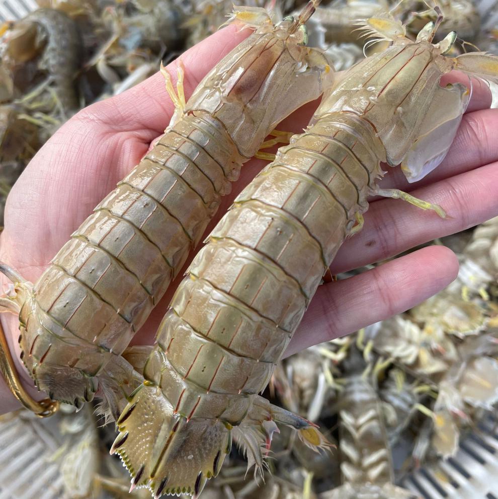 皮皮虾全母带膏鲜活特大虾姑新鲜虾爬子超大爬爬虾螳螂虾海鲜【图片