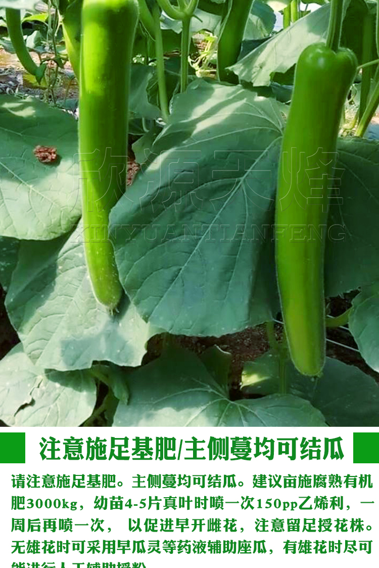 0kg店铺:尚之博农资专营店商品编号:10039879272994商品名称:长瓠瓜