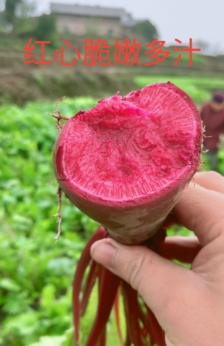 青樱红荔新鲜胭脂萝卜涪陵特产红萝卜红心泡菜萝卜自制泡菜现挖现发 3