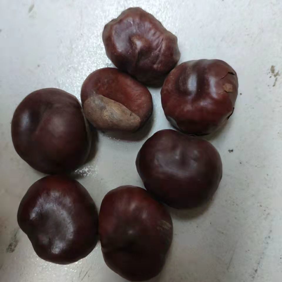 【官方】中药材娑罗子 桫椤果 梭罗果 仙栗梭罗 子婆罗子 500克【图片