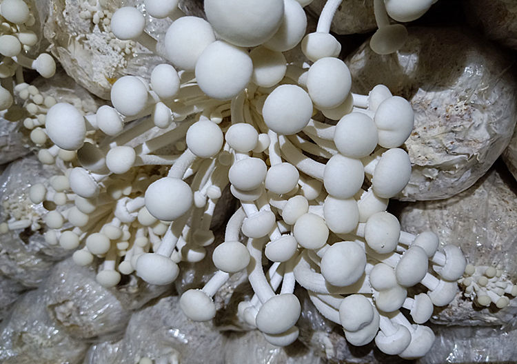 年新货白茶树菇干货不开伞香嫩农家自产江西广昌茶薪菇半斤500g 白