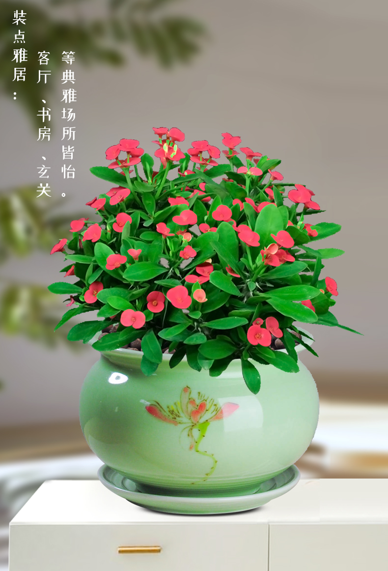 海棠花盆栽好养铁海棠四季开花室内客厅绿植虎刺梅花卉观花植物铁海棠