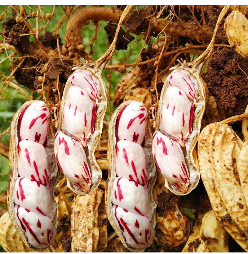 轻恋2021现挖七彩新鲜湿花生135斤农家新鲜带壳生花生原味可水煮1斤