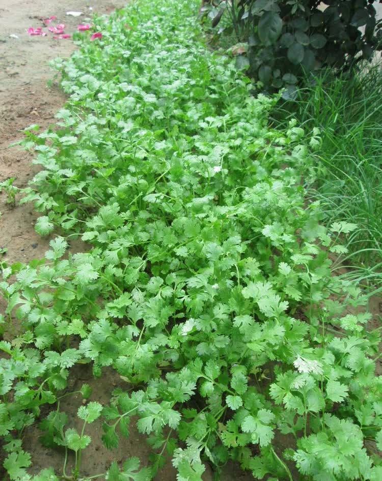 室内阳台盆栽蔬菜种孑南方现在可以种的大叶菜籽 澳洲四季大叶香菜 50