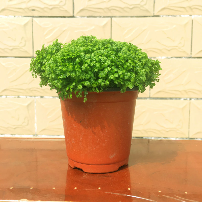 精品绿植绿地球桌面盆栽翠云草净化空气吸四季常青翠绿蕨类植物易养活