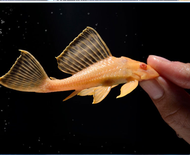 【京选推荐】黄金红眼女王大帆清道夫鱼吃粪除藻吃垃圾鱼异形鱼热带