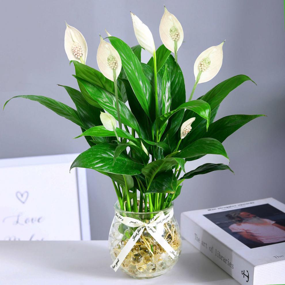 【精选现发】【一帆风顺】室内绿植盆栽水培养植物花卉四季好养懒人花