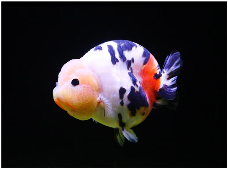 6-8cm奶牛兰寿苗精品 1条【图片 价格 品牌 报价】-京东