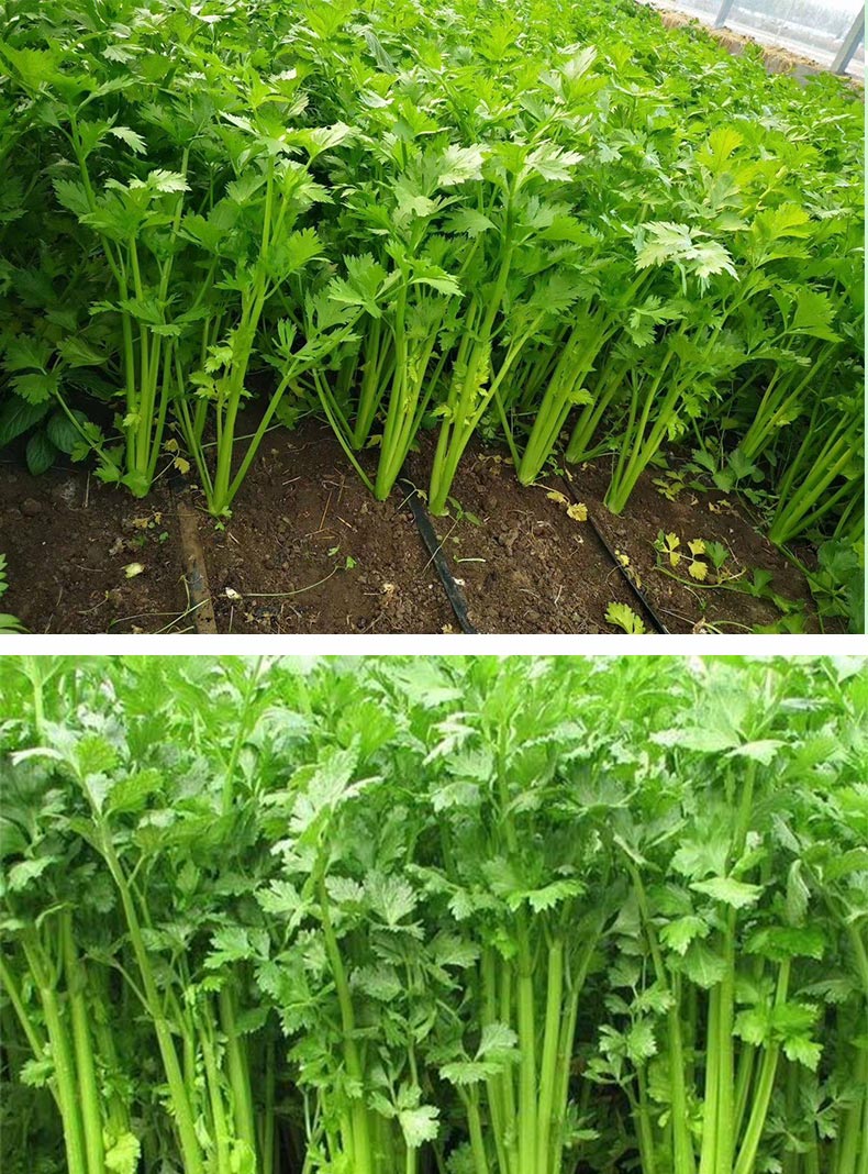 芹菜苗四季小香芹西芹四季阳台盆栽幼苗 西芹苗(30颗)