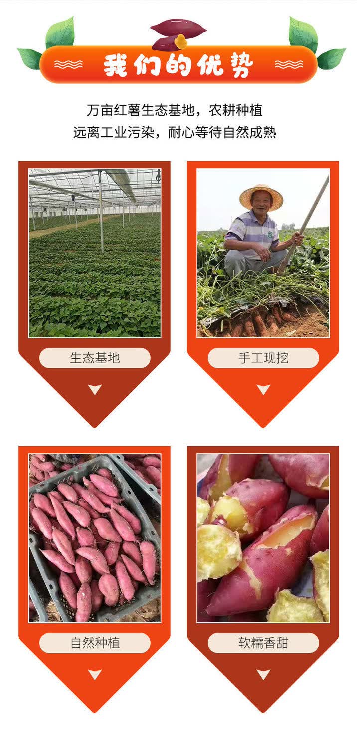 现货速发玛莎莉红薯新鲜饱满软糯香甜现挖现发10斤装玛莎莉红薯净重5