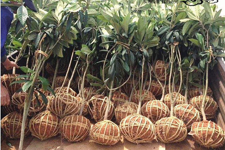 枇杷苗枇杷树苗大五星枇杷果树苗蒙自琵琶果树苗南北方琵琶苗种植当年