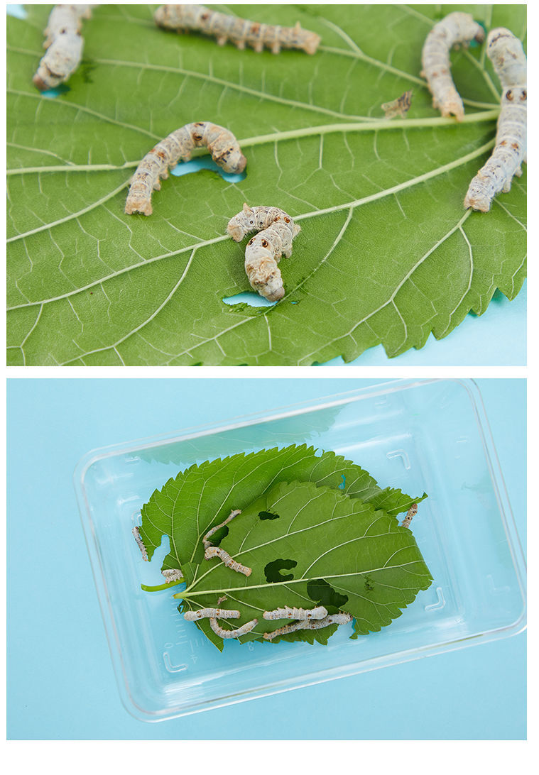 【抖音同款】妹佬 蚕宝宝别墅屋12345龄活蚕七彩蚕卵新鲜桑叶包活 蓝