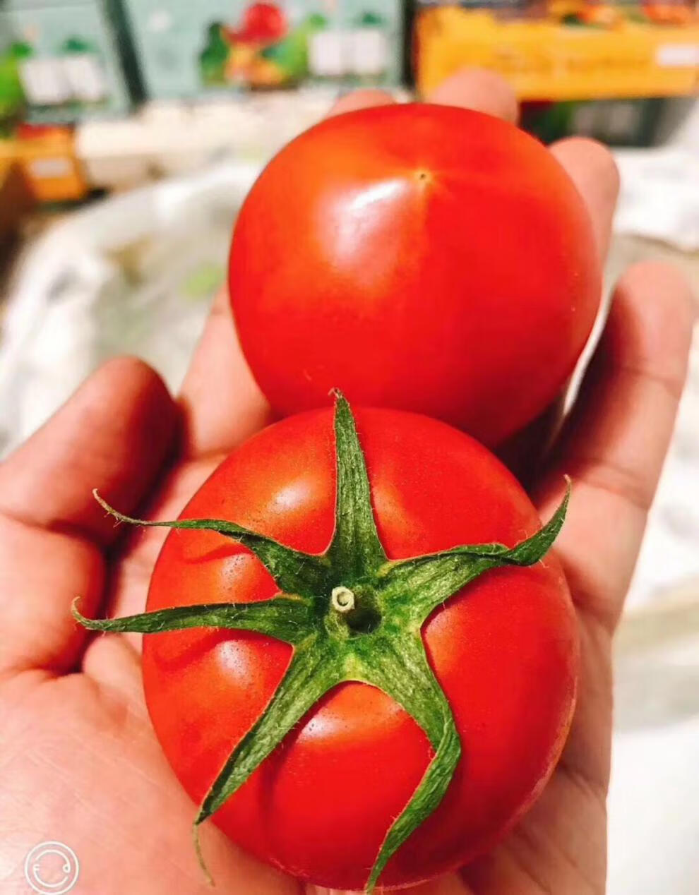 顺丰速发 静冈高糖度西红柿网红高甜度番茄孕妇水果2斤装 2斤礼盒装