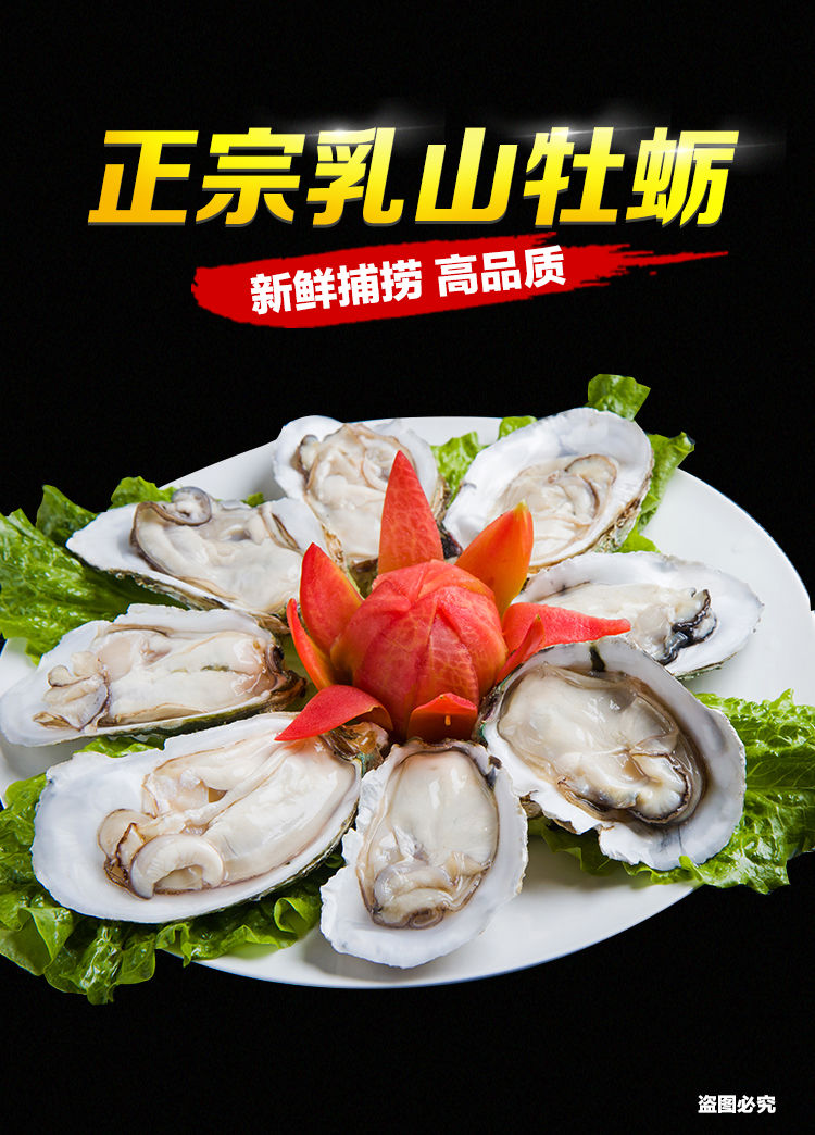 蚝王正宗生蚝鲜活新鲜牡蛎带壳海鲜水产海蛎子顺丰10斤5xl5斤5xl金蚝