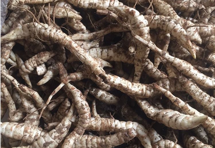 新鲜地参现挖地笋虫虫草参地蚕子地藕银条菜泽兰根农家特产净重3斤装