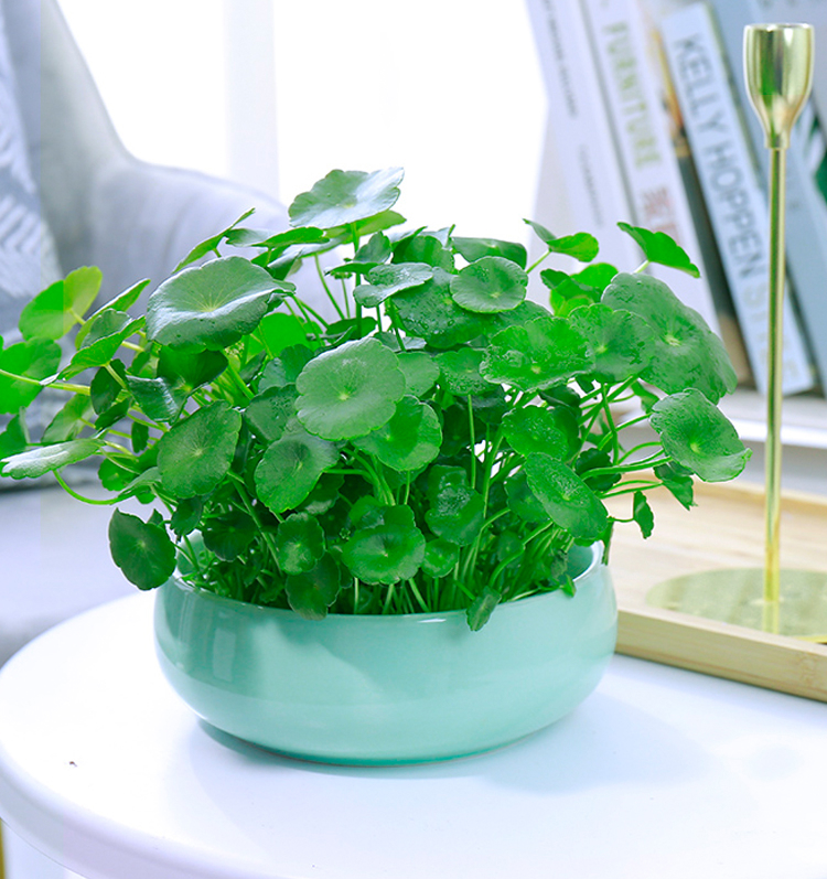 带叶铜钱草水培植物室内盆栽客厅桌面水养绿植花卉z6铜钱草1盆绿色