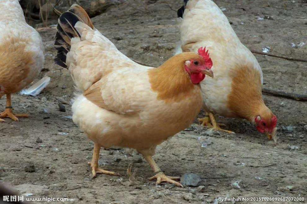 东安鸡 宴现炒自制新鲜真空包装湖南永州湖南永州芦洪市东安鸡包 东安