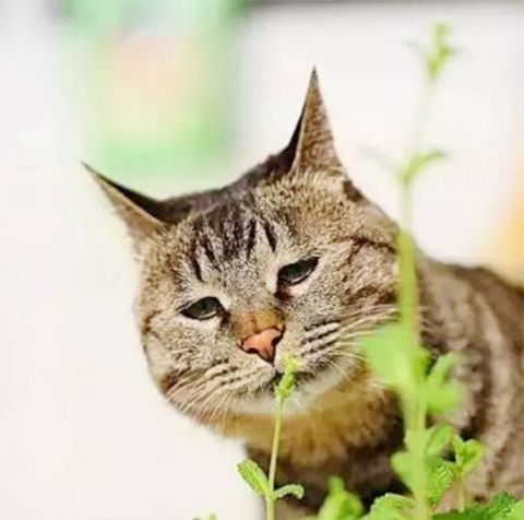 猫薄荷草盆栽薄荷苗逗猫植物猫草苗猫咪零食玩具阳台四季种孑唐造猫