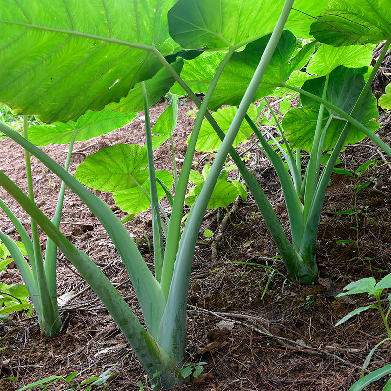 广菜3斤贵州新鲜特产蔬菜 5斤农家自种芋荷芋梗白玉苗芋蒙酸菜苗有,机