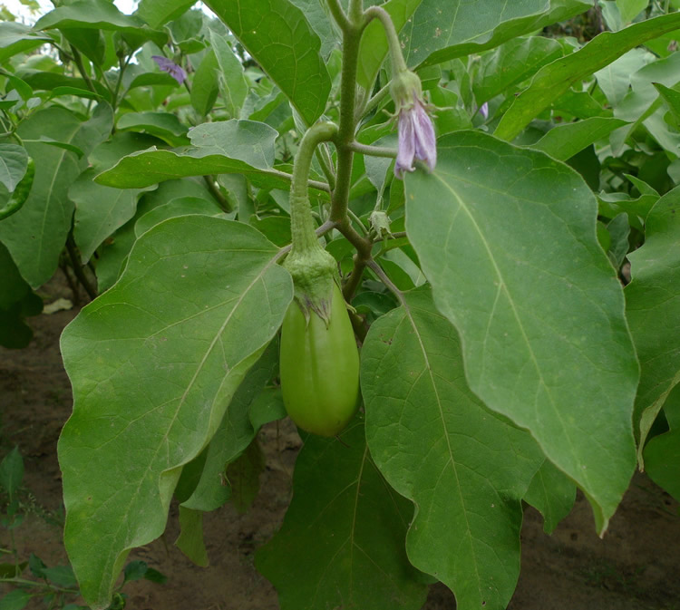 大青茄种子孑西安绿茄子旱青茄高产早熟耐高温菜园阳台种菜籽四季